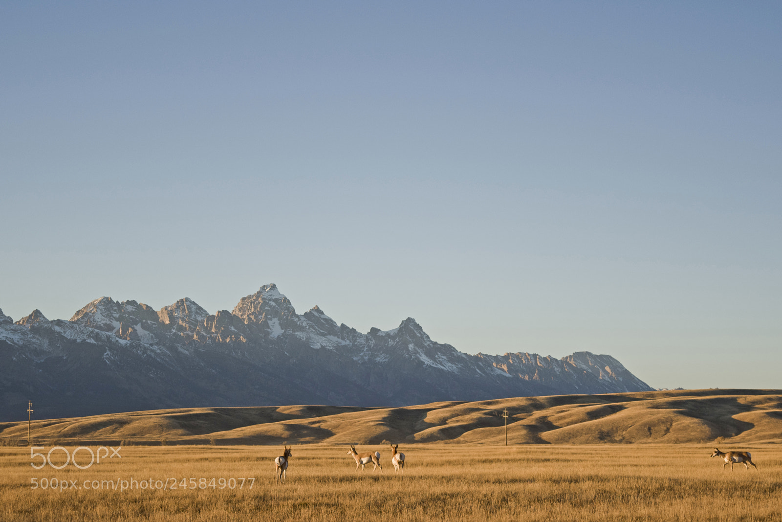 Nikon D810 sample photo. Pronghorns photography