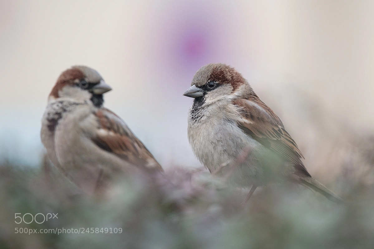 Nikon D850 sample photo. Sparrow photography