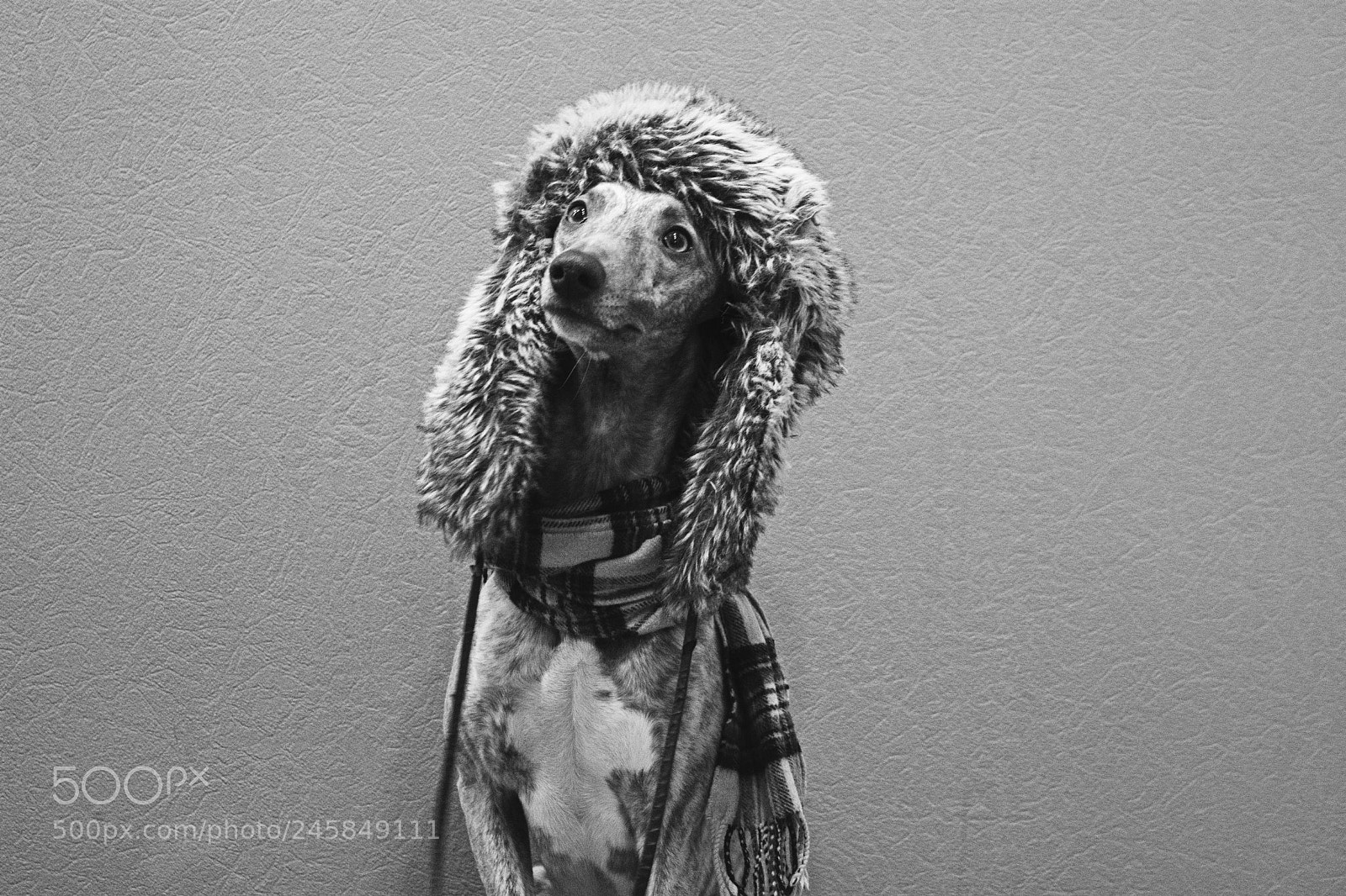 Nikon D5200 sample photo. Winter whippet photography