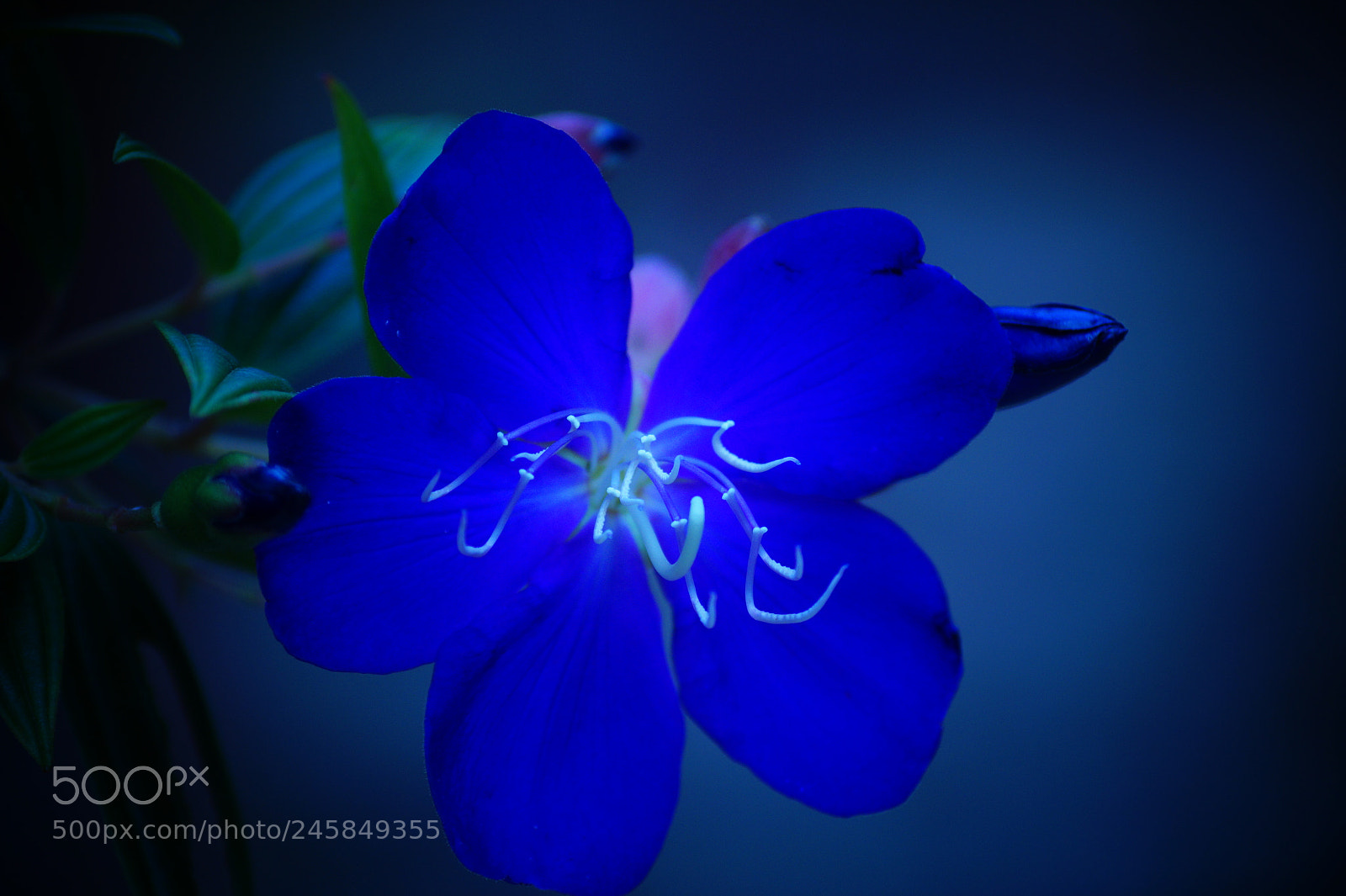 Sony DT 55-200mm F4-5.6 SAM sample photo. Dsc photography