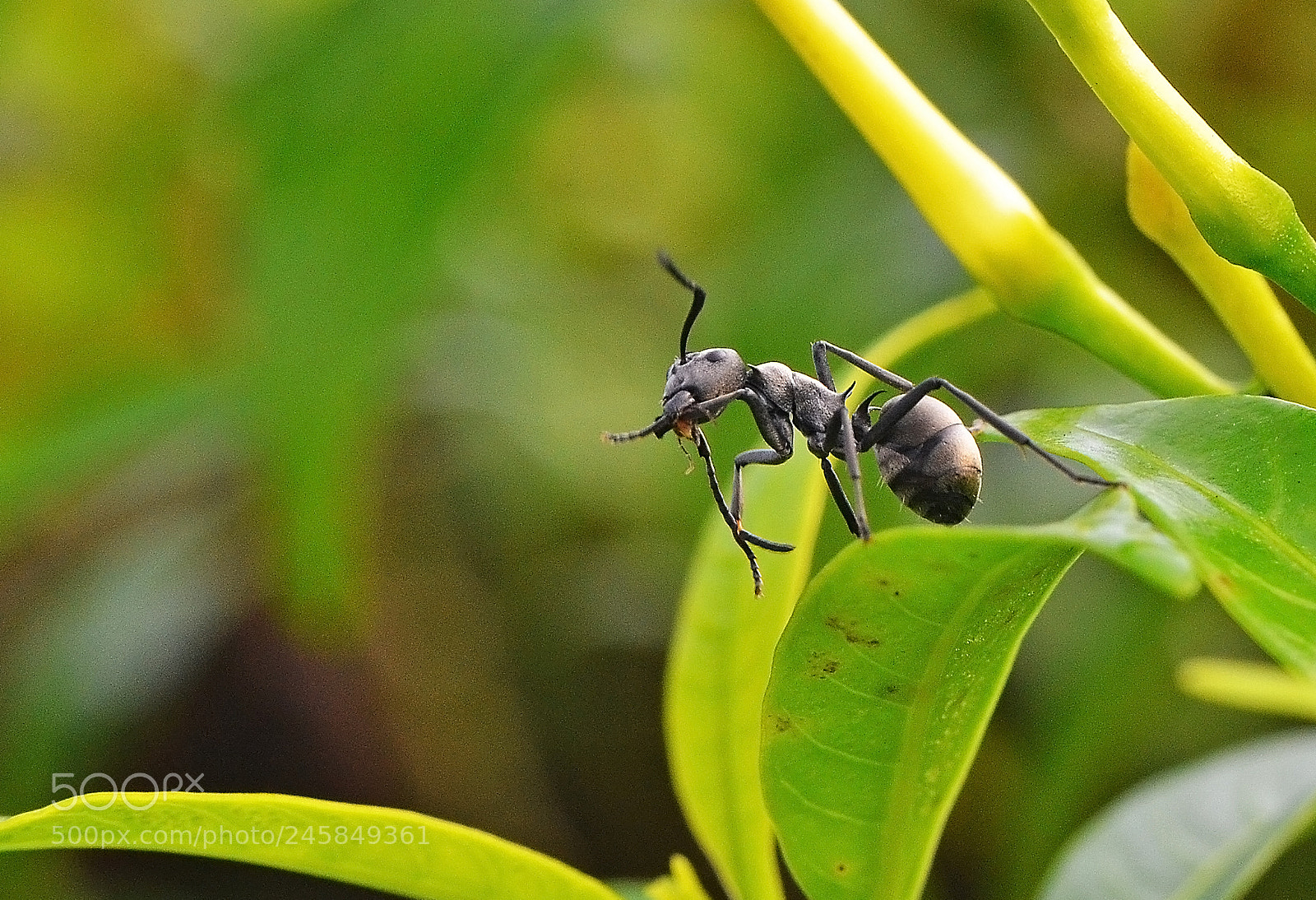 Nikon D3100 sample photo. Black ant photography