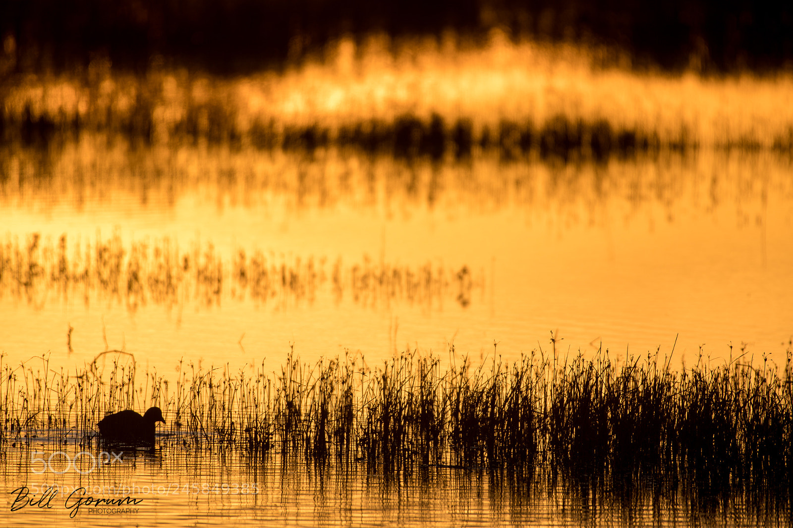 Nikon D500 sample photo. American coot and bullrushes photography