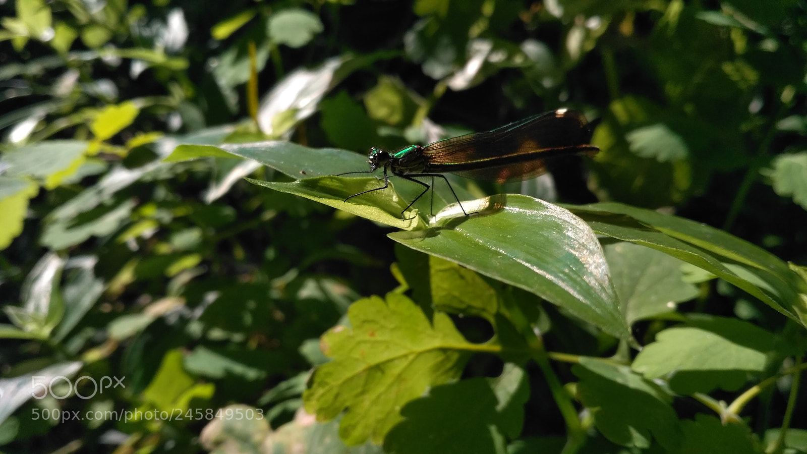Xiaomi Redmi 3S sample photo. Untitled photography