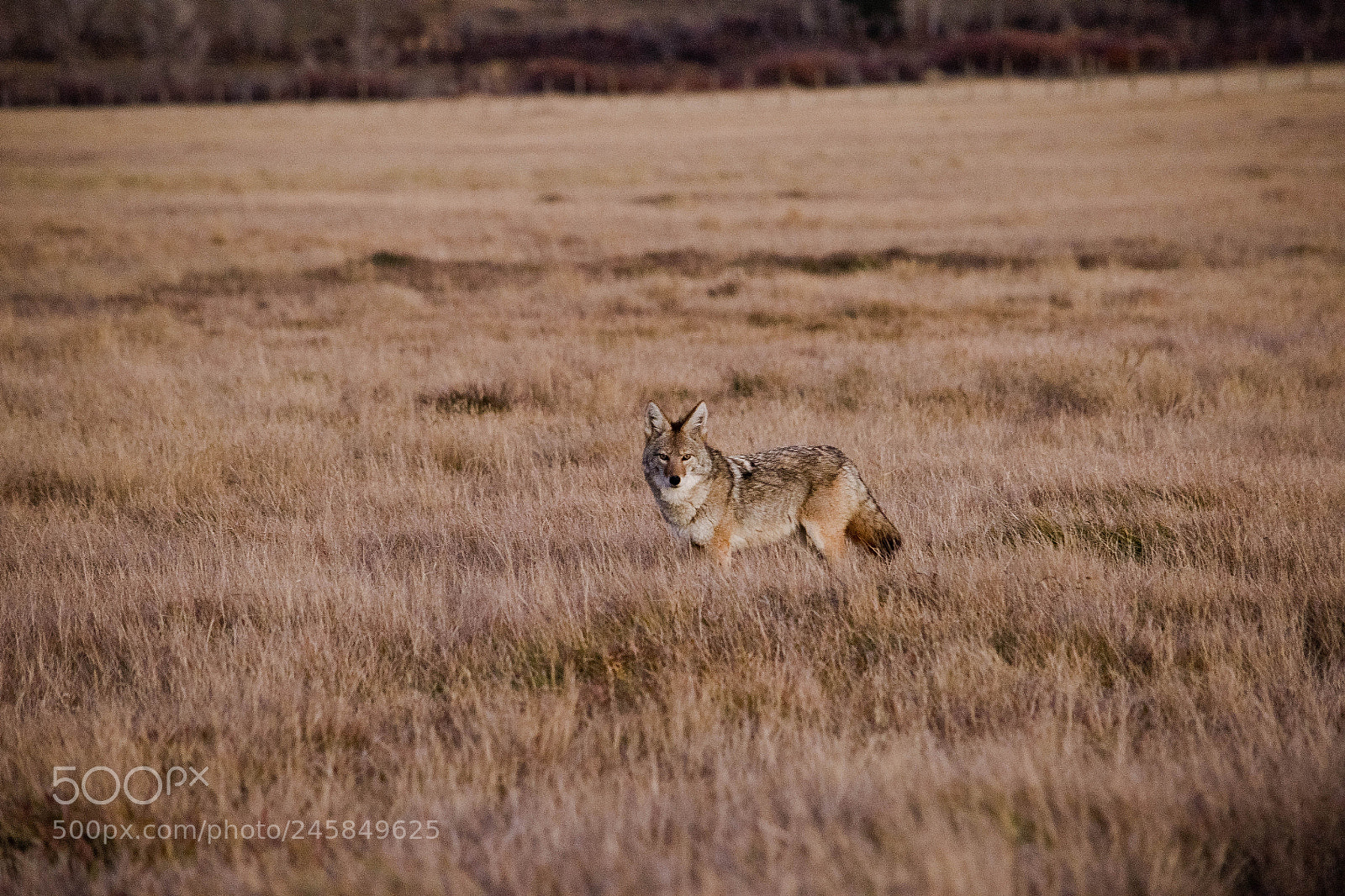 Nikon D810 sample photo. Coyote photography