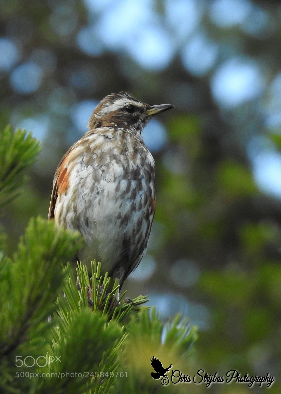 Nikon Coolpix P900 sample photo. Koperwiek ( redwing ) photography