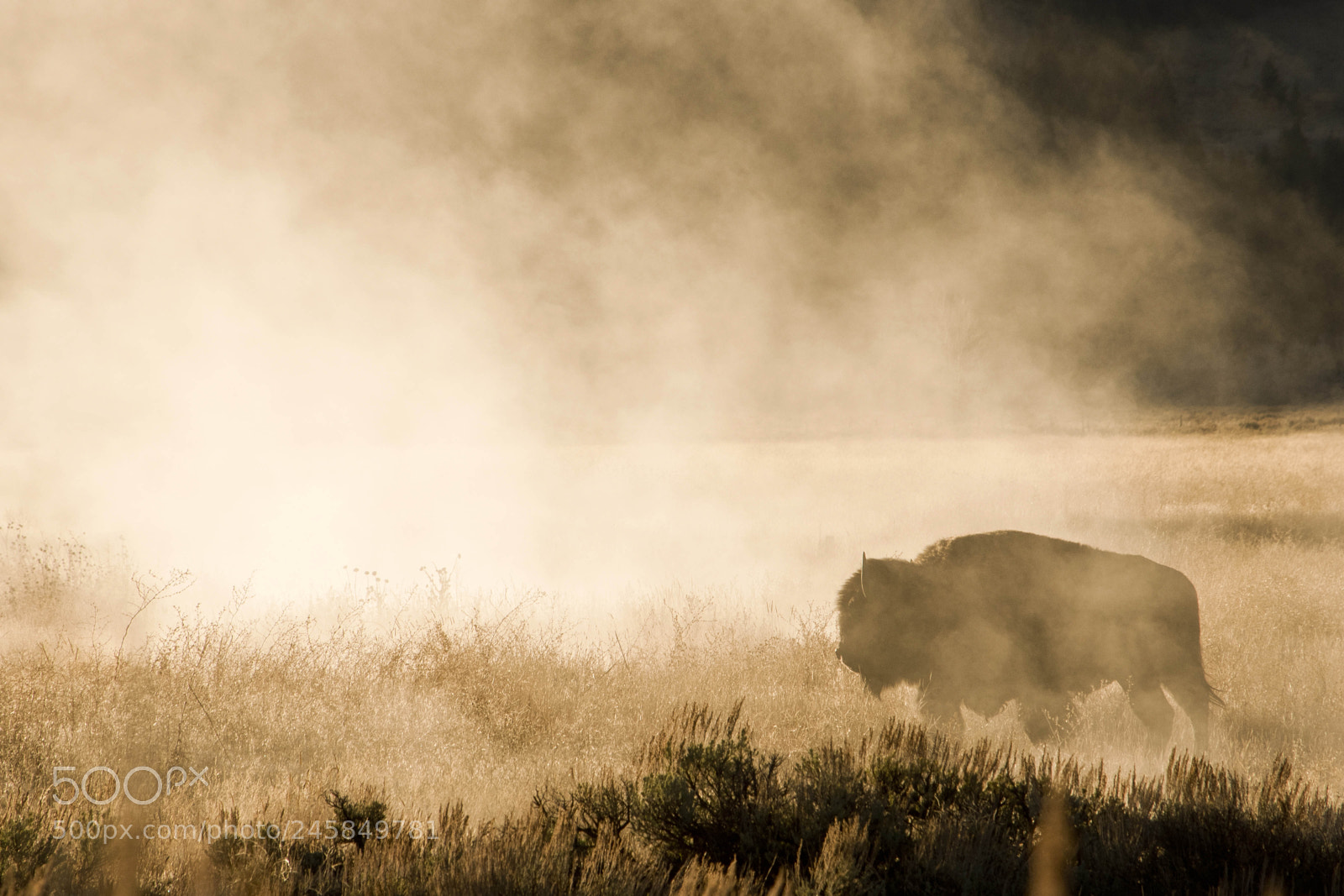Nikon D810 sample photo. Bison 1 photography