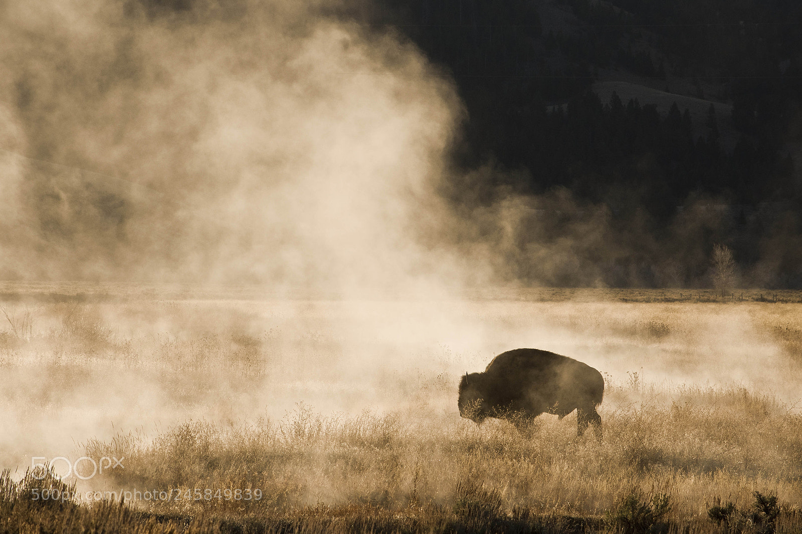 Nikon D810 sample photo. Bison 2 photography