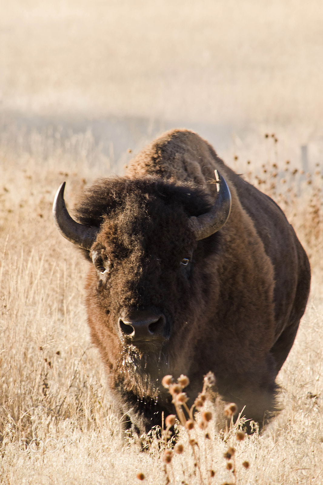 Nikon D810 sample photo. Bison 3 photography