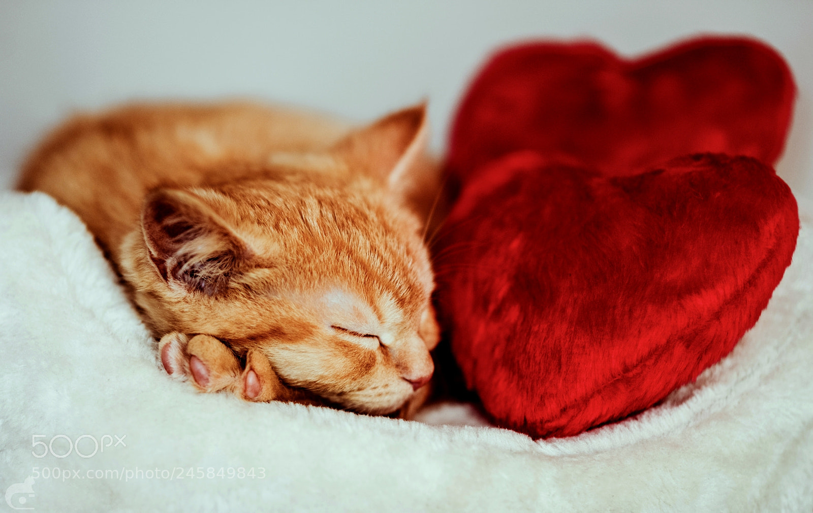 Nikon D600 sample photo. My sweet valentine photography