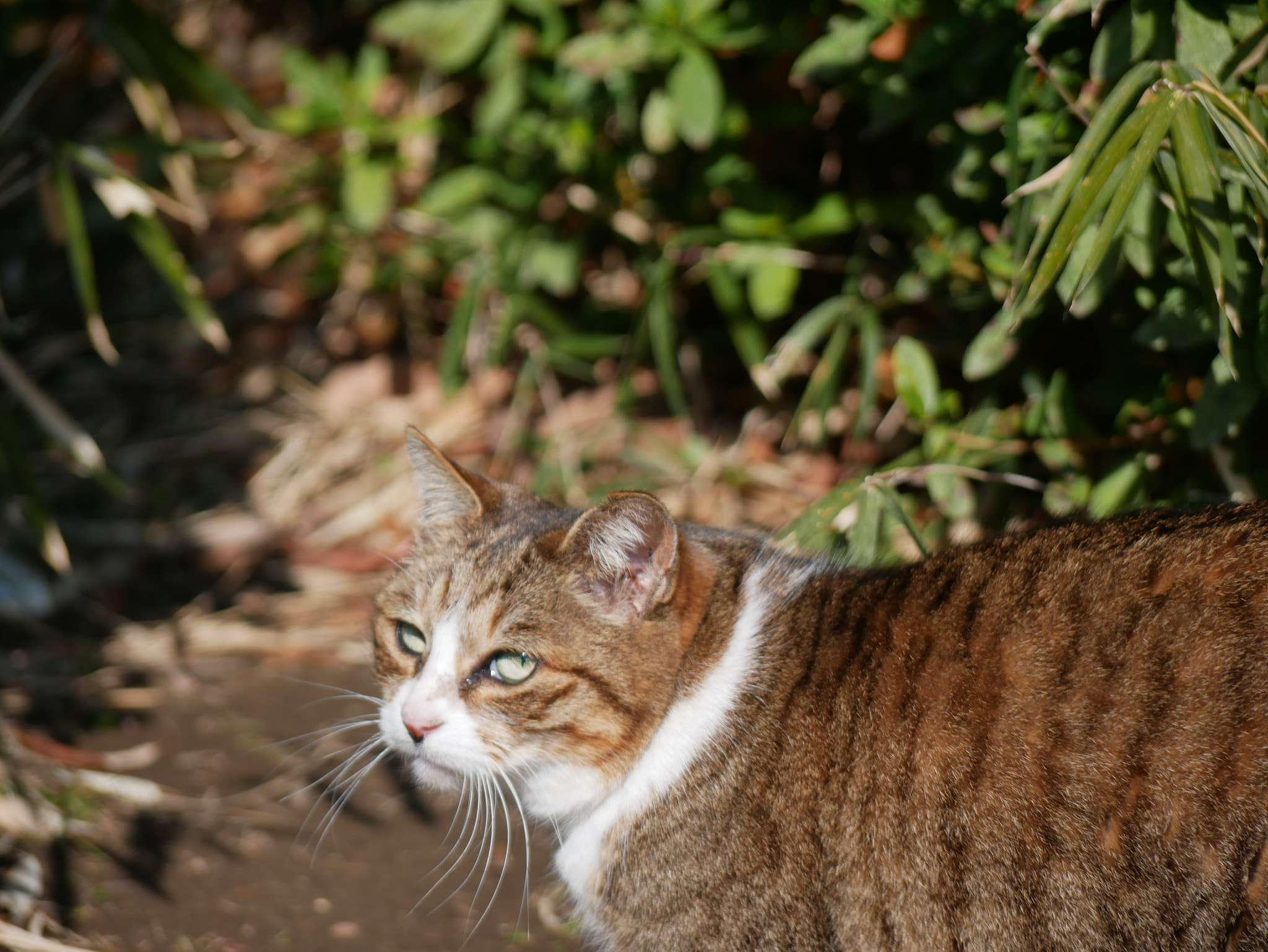 Panasonic Lumix DMC-GX85 (Lumix DMC-GX80 / Lumix DMC-GX7 Mark II) sample photo