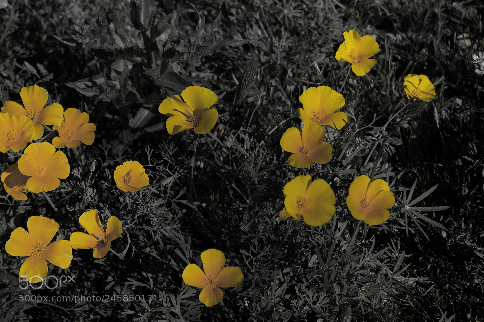 Canon EOS 1300D (EOS Rebel T6 / EOS Kiss X80) sample photo. Desert poppy photography