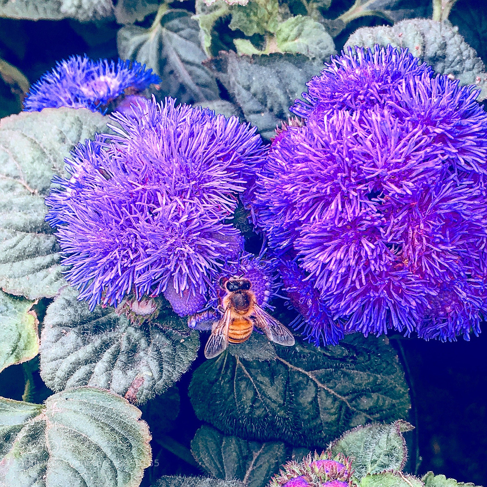 Apple iPhone 6s Plus sample photo. Untitled photography