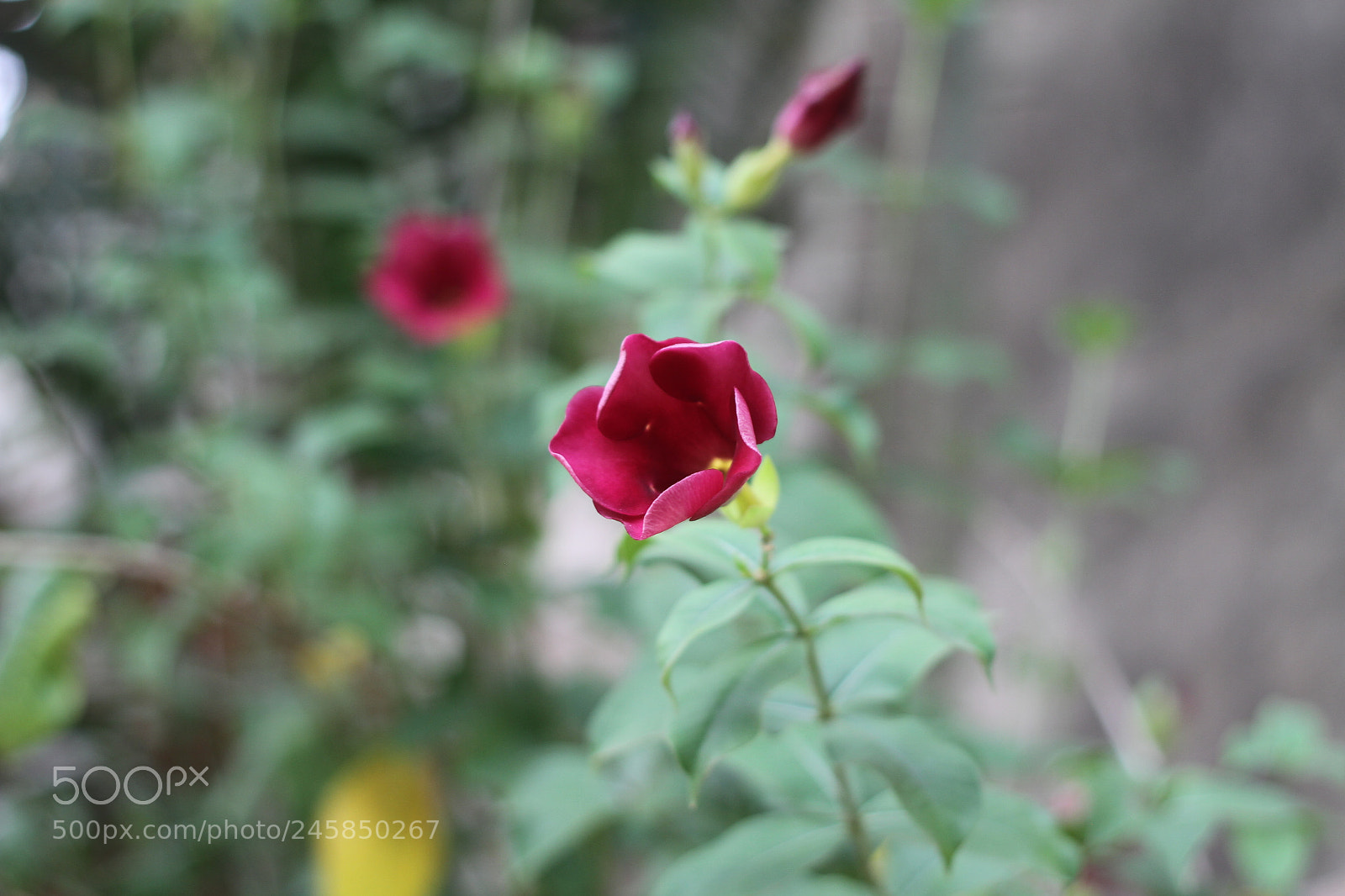 Canon EOS 7D + Canon EF 50mm F1.8 II sample photo. Untitled photography