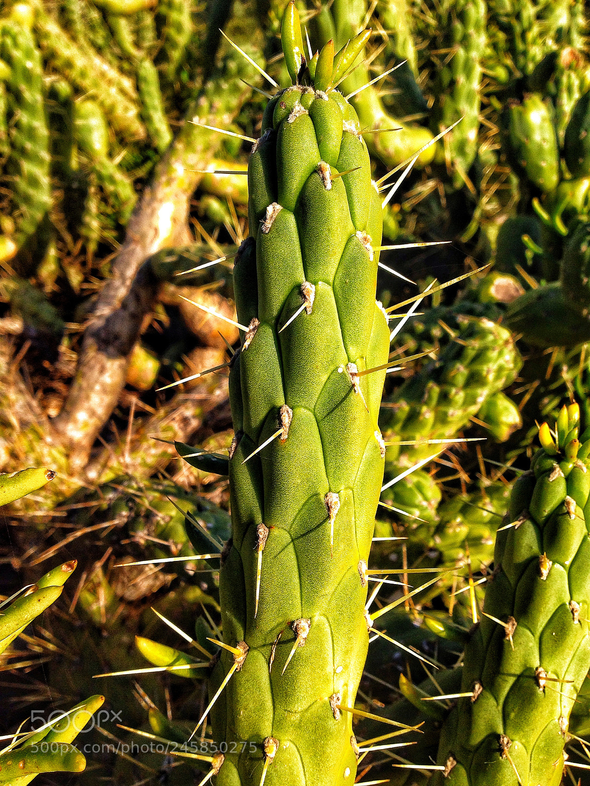 Apple iPhone 4S sample photo. Cactus plant photography