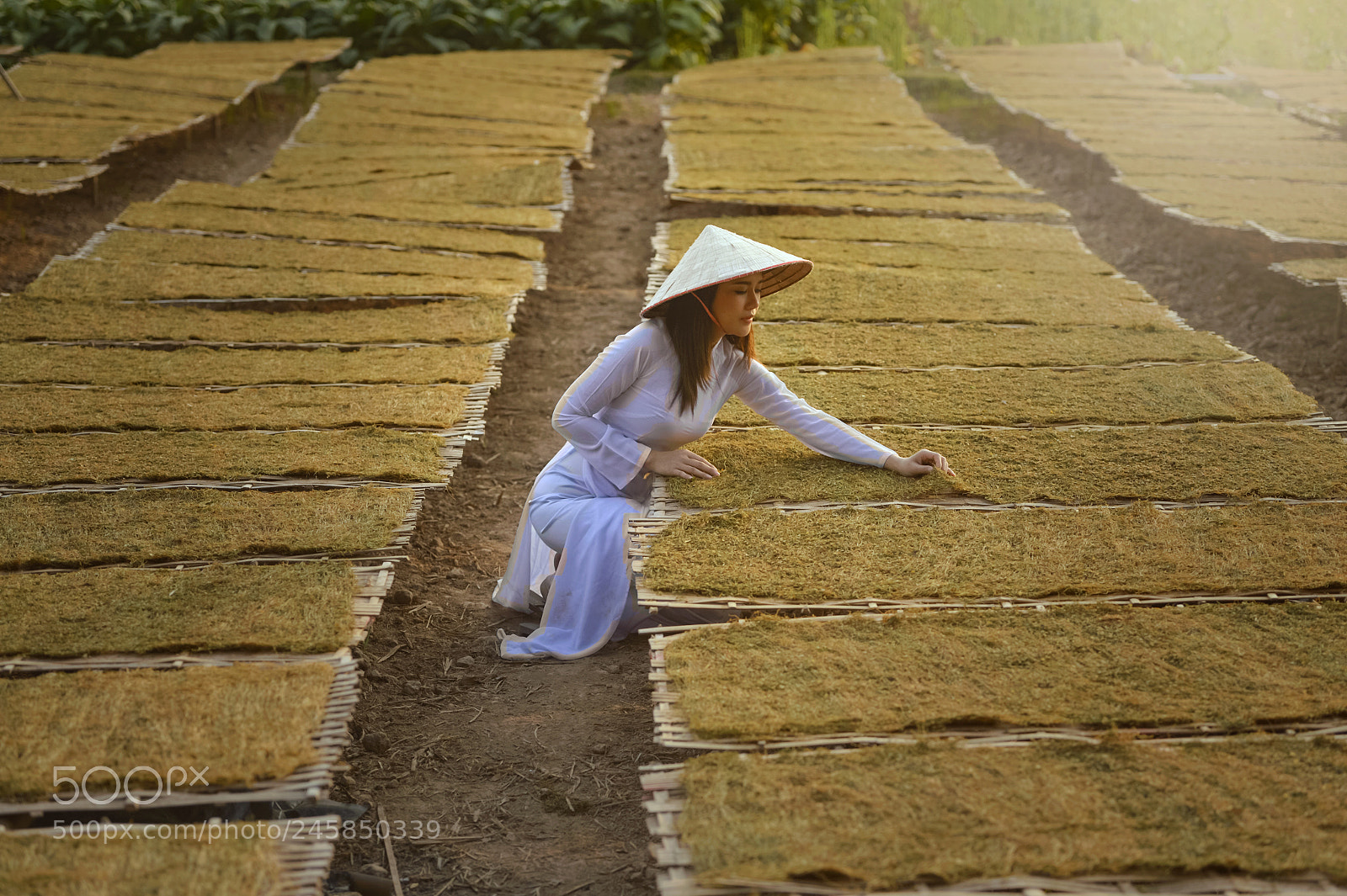 Nikon D4 sample photo. Tobacco ,vietnam photography