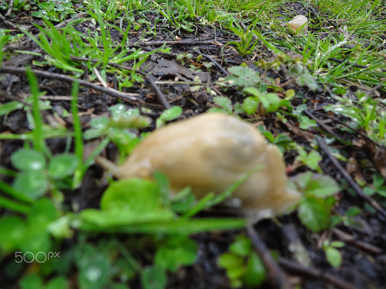 Sony Cyber-shot DSC-WX50 sample photo. Snail photography