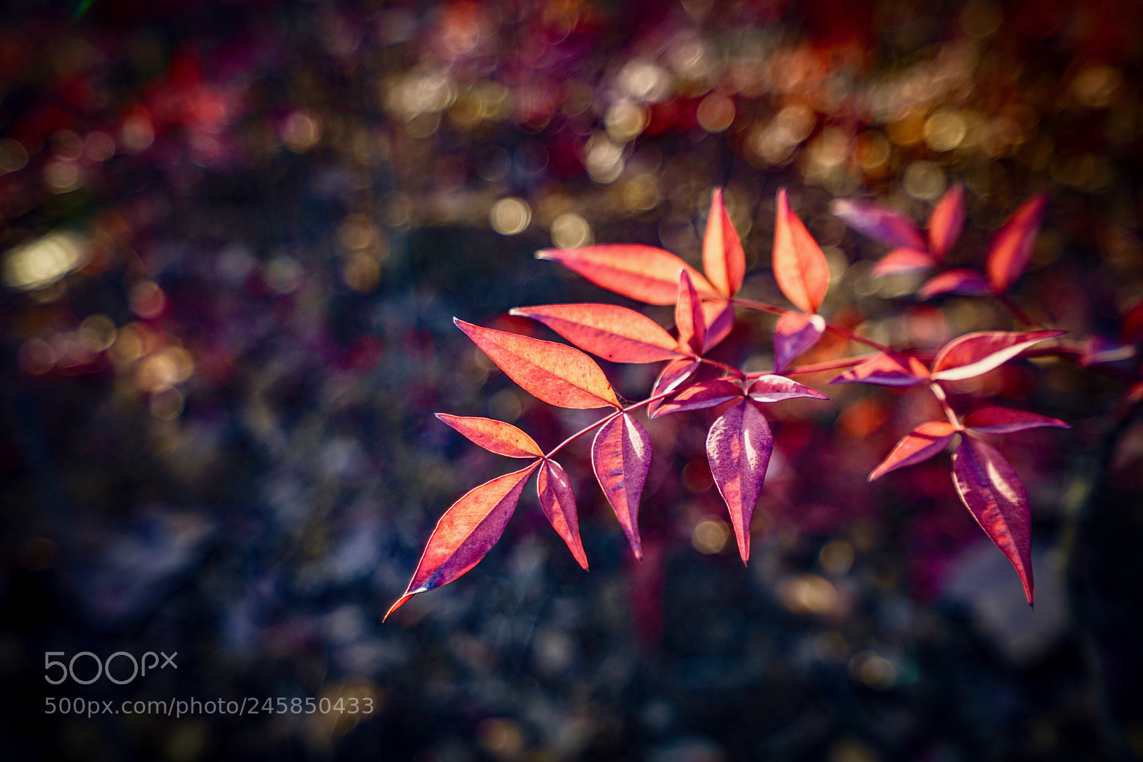 Sony a7R II sample photo. Red leaves photography