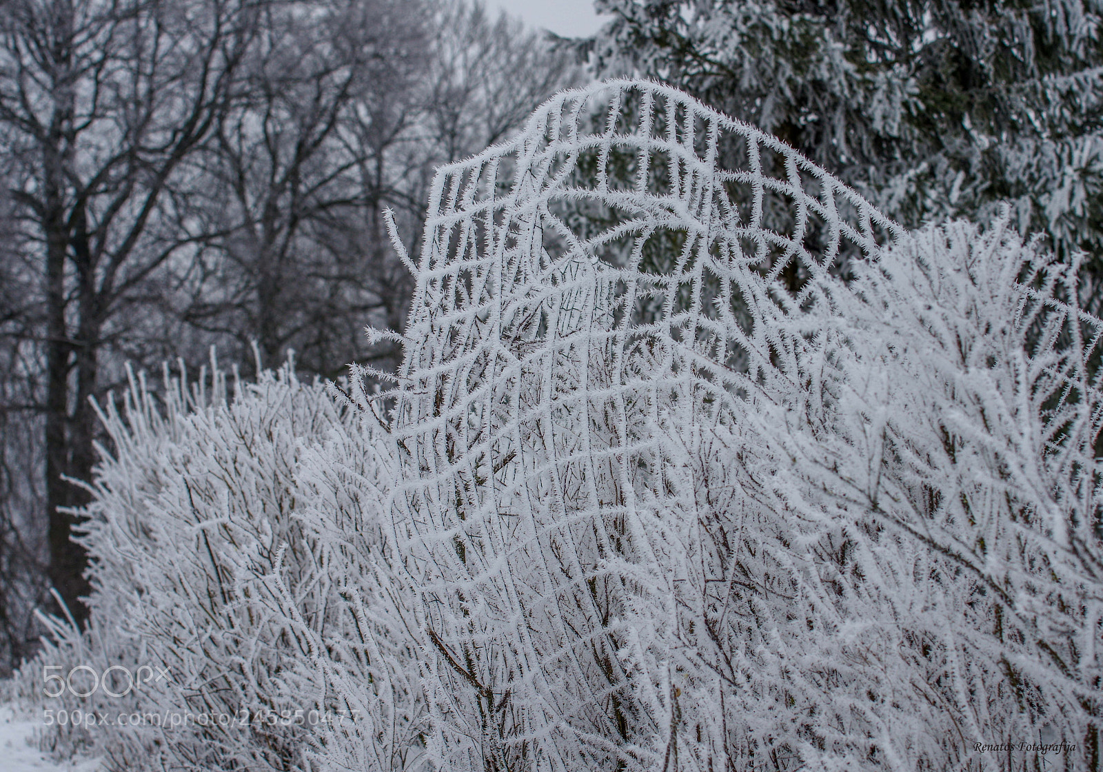 Pentax K-3 sample photo. Frost photography