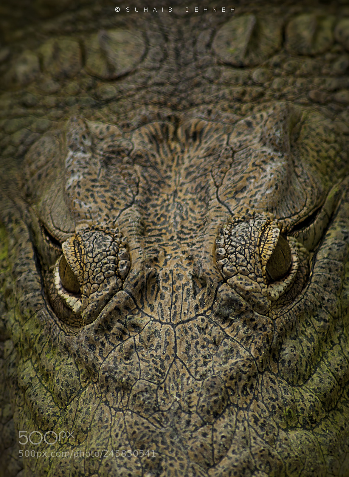 Nikon D90 sample photo. Alligator - crocodile photography
