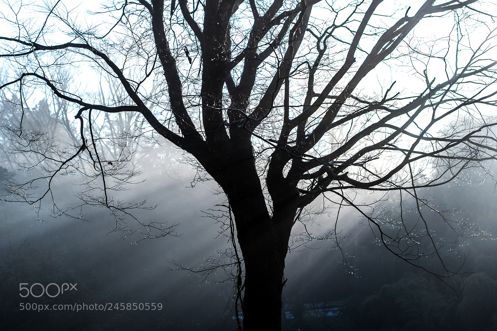 Sony a6500 sample photo. Foggy morning photography