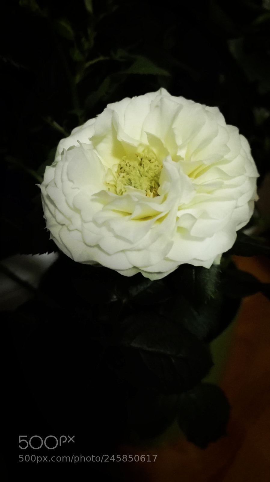 HUAWEI P8 Lite sample photo. Untitled photography
