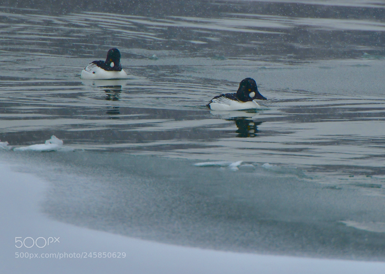 Nikon D850 sample photo. Common goldeneye 鵲鴨 photography
