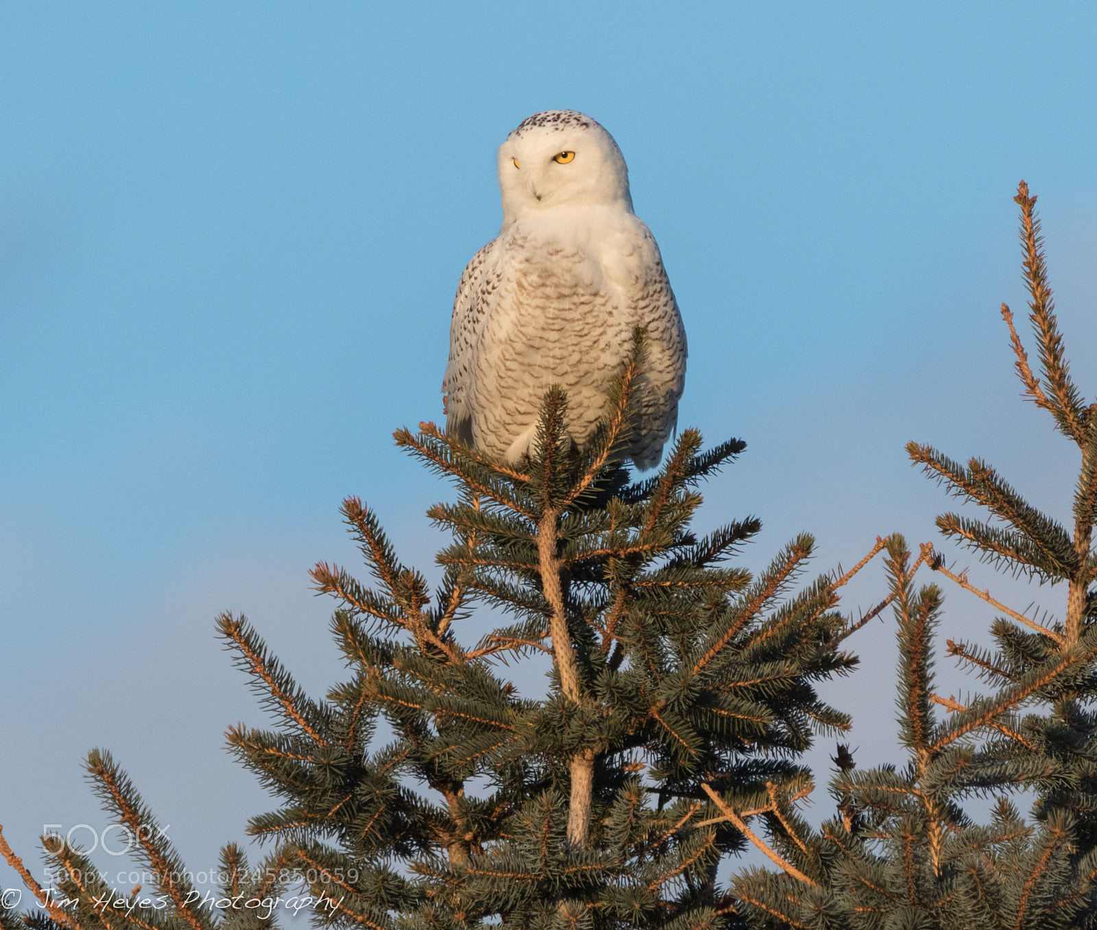 Canon EOS 7D Mark II sample photo. Snowy owl on the photography