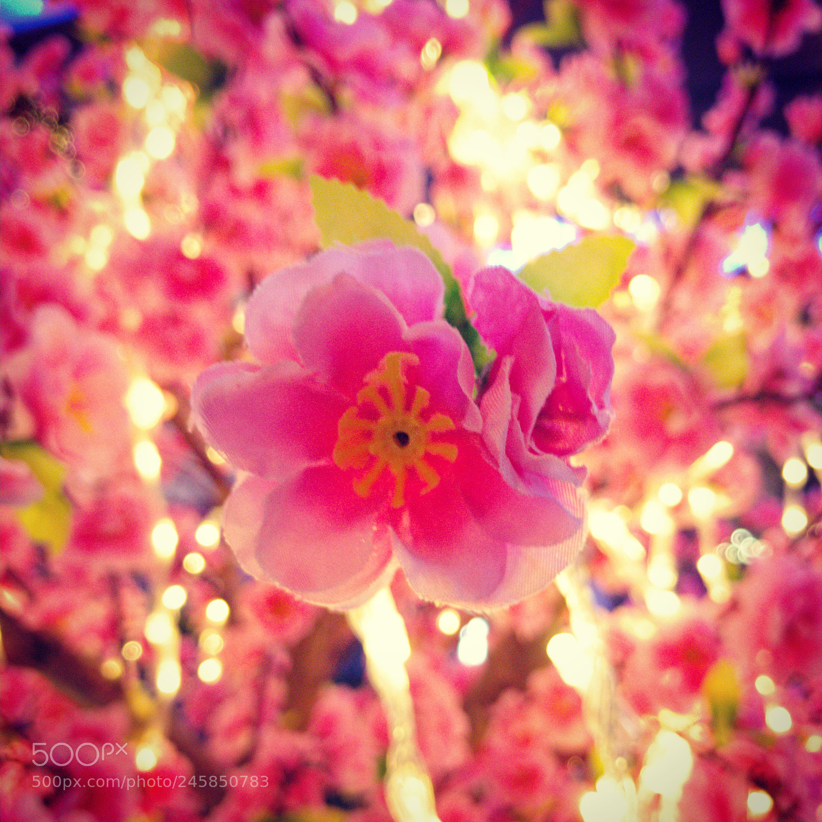 Apple iPhone 7 sample photo. 花开富贵 photography