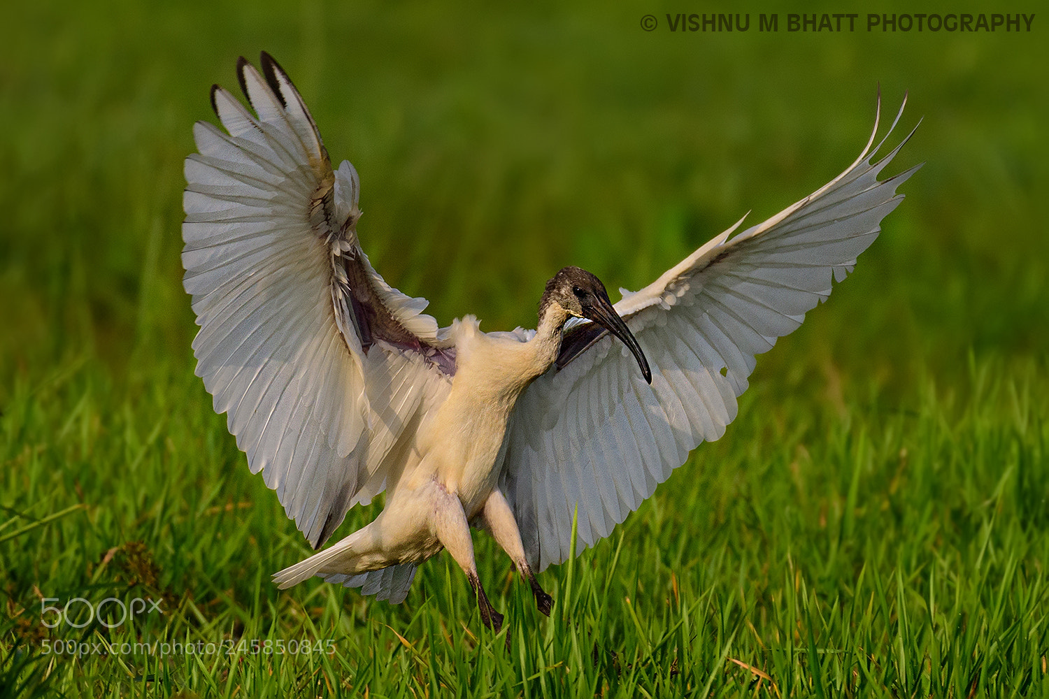 Nikon D810 sample photo. Black-headed ibis landing photography