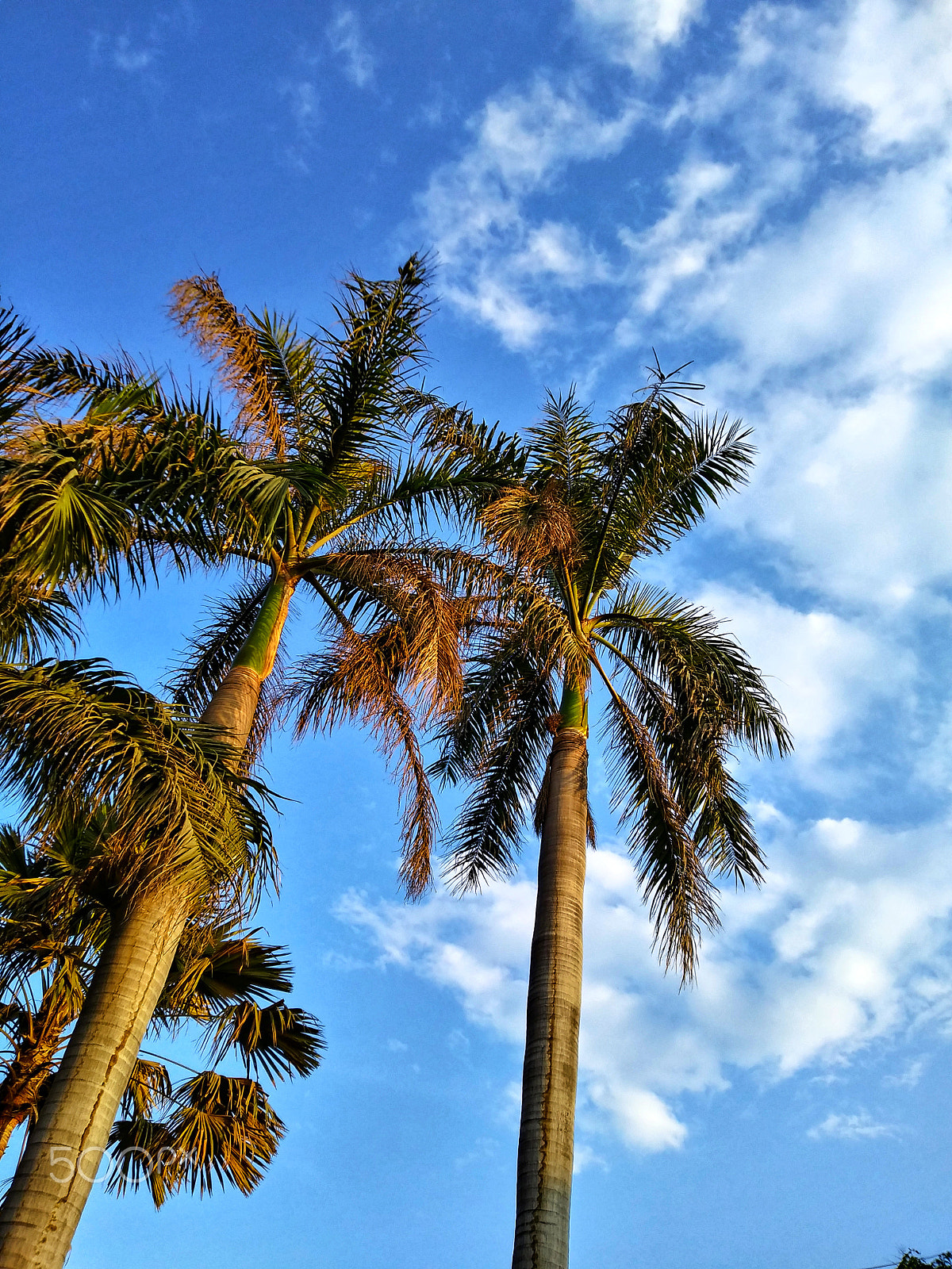 LG Q6 sample photo. Palm tree photography