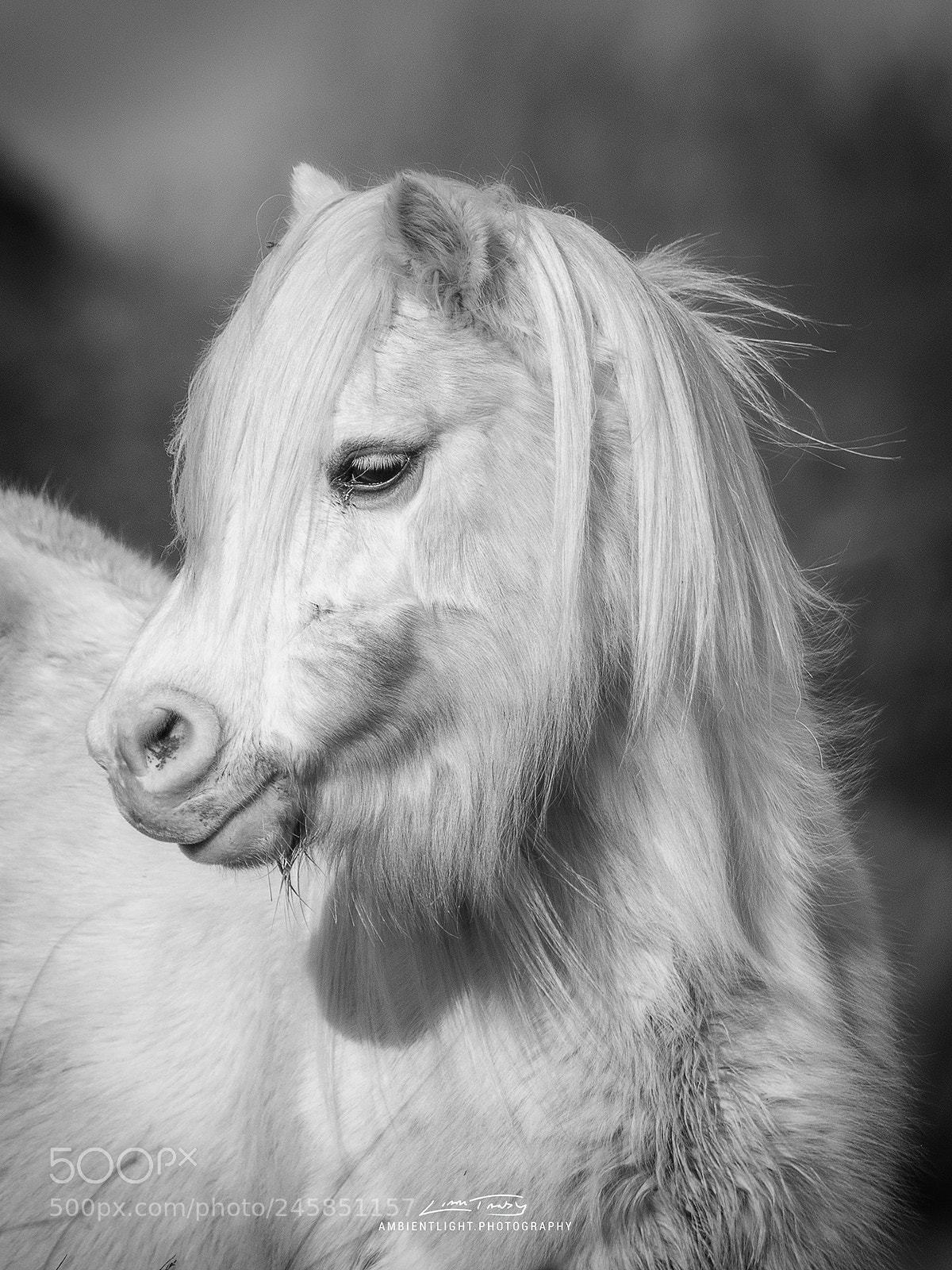 Canon EOS 1300D (EOS Rebel T6 / EOS Kiss X80) sample photo. White horse photography