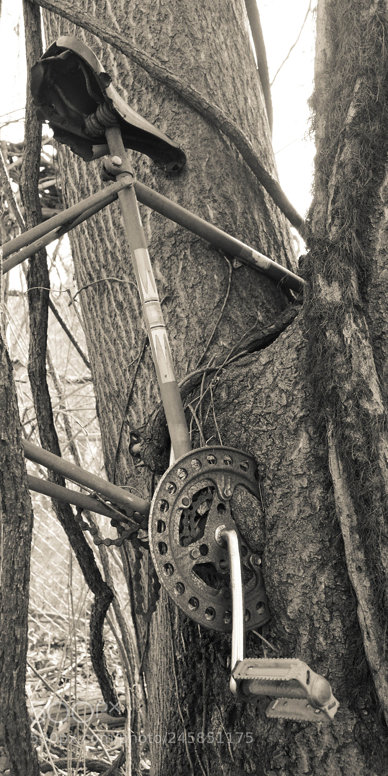 Nikon D3200 sample photo. Bike vs tree photography