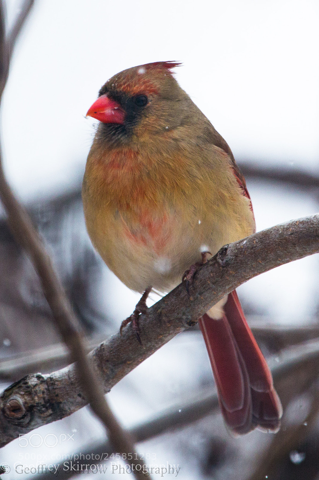 Canon EOS 650D (EOS Rebel T4i / EOS Kiss X6i) sample photo. Female cardinal photography