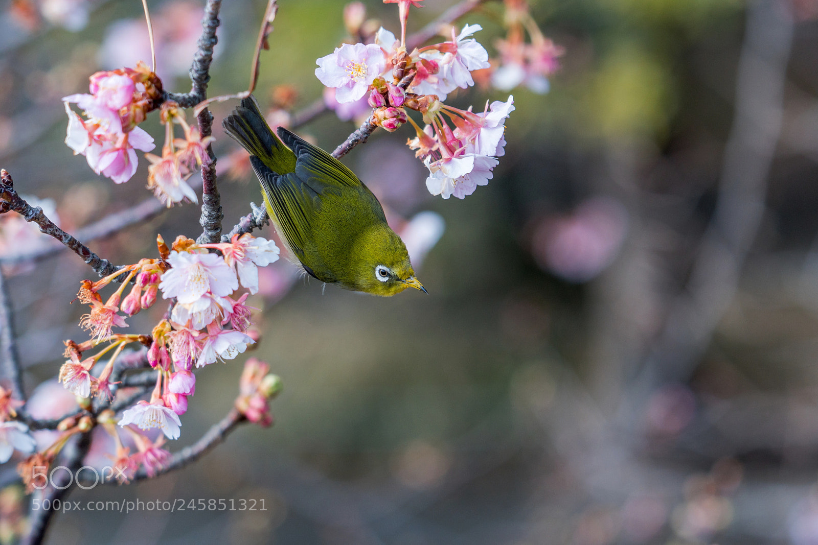 Sony a6500 sample photo. Early spring photography
