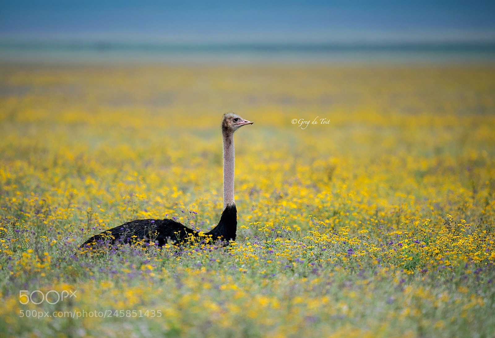 Nikon D5 sample photo. Ostrich field photography
