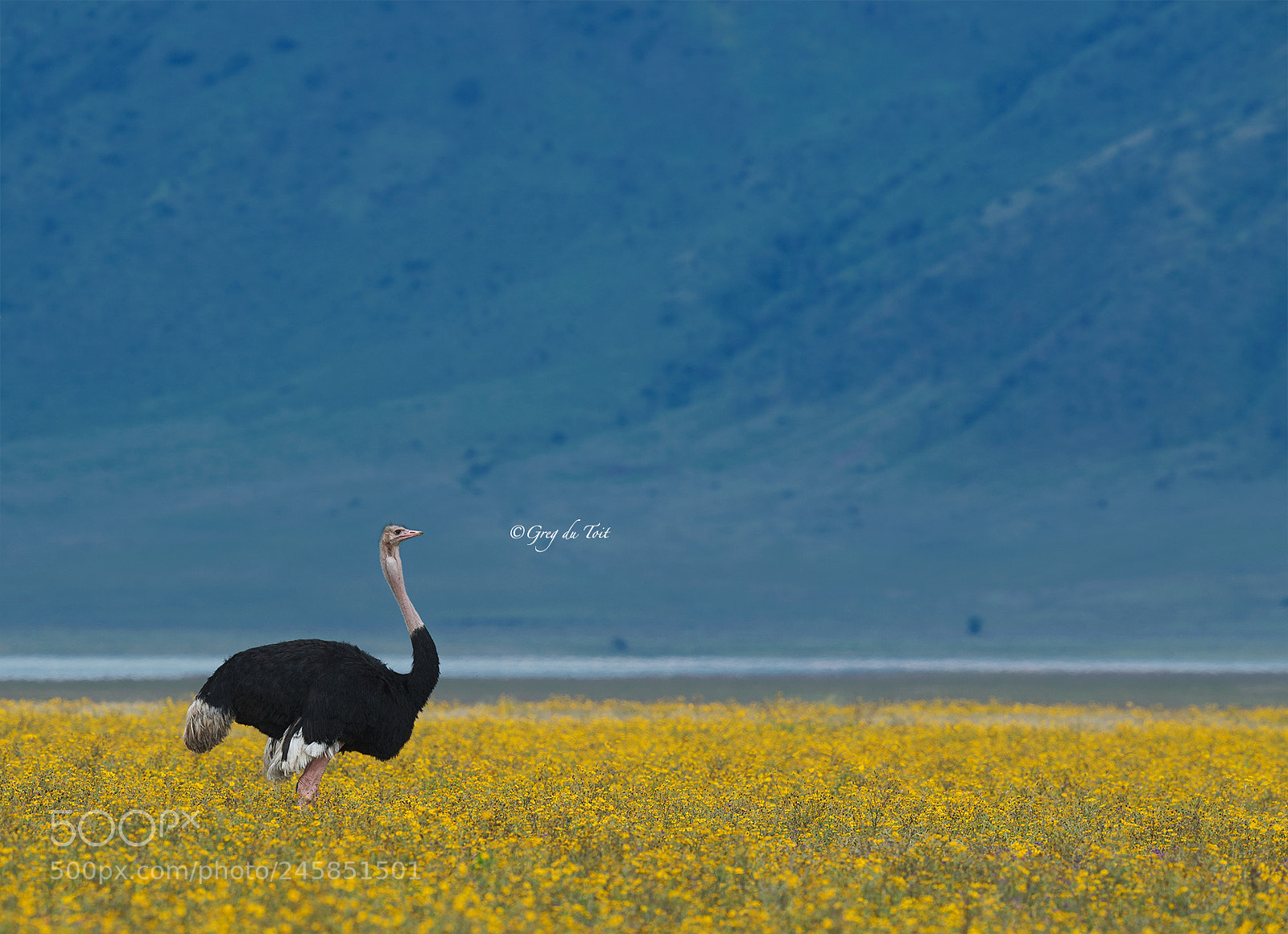 Nikon D5 sample photo. Ostrich field photography