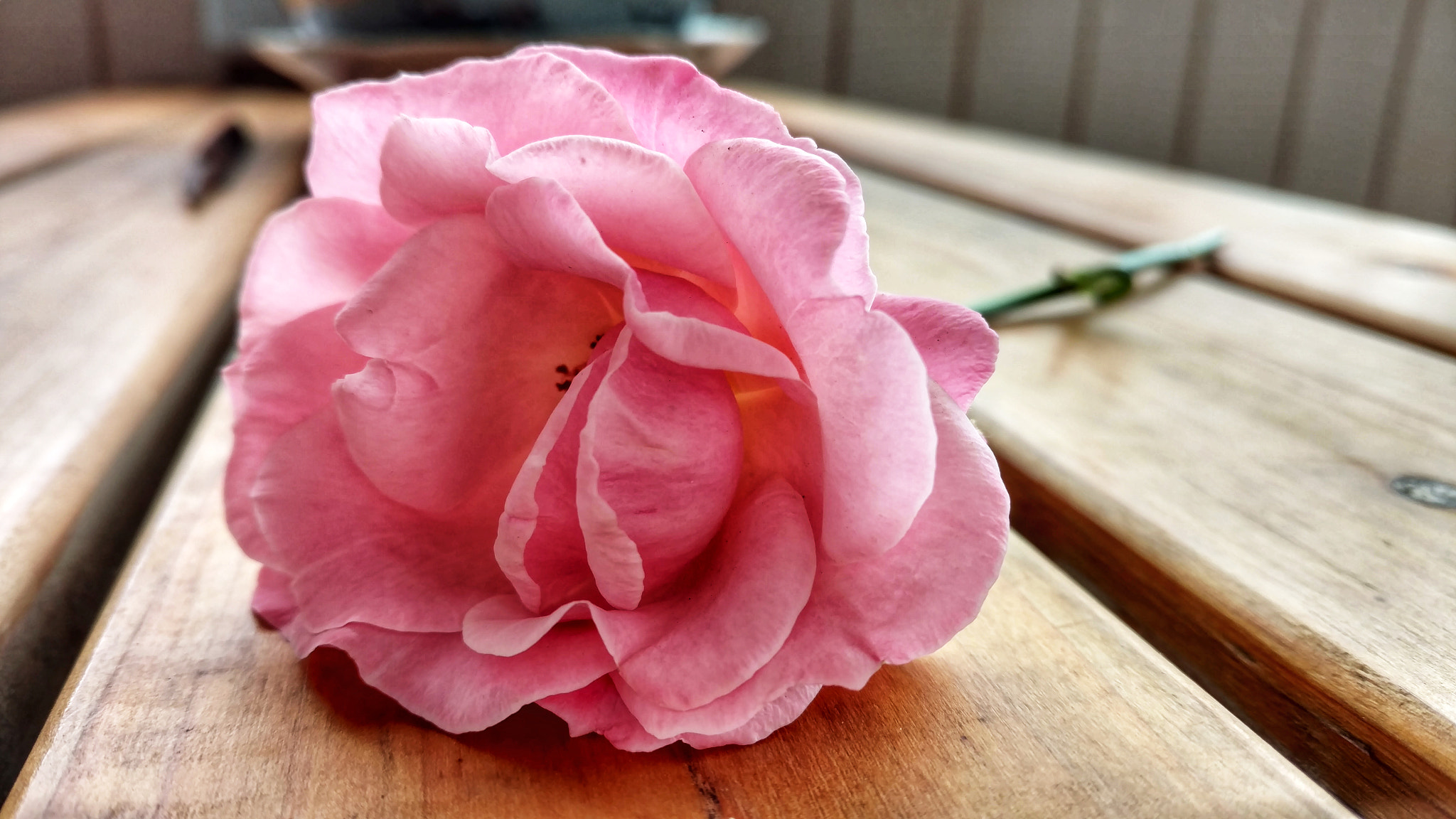 Motorola Moto X Pure Edition sample photo