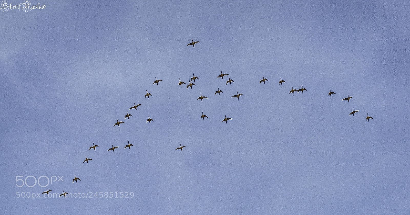 Pentax K-50 sample photo. In formation photography
