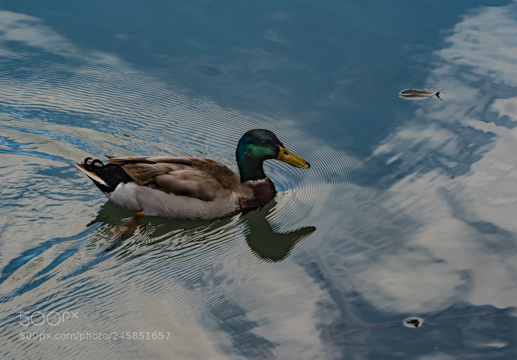 Sony a6500 sample photo. Morning mallard photography