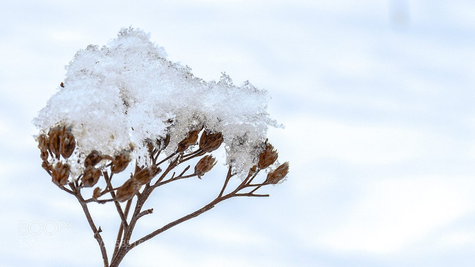 Sony Alpha a5000 (ILCE 5000) sample photo. Winter grass photography