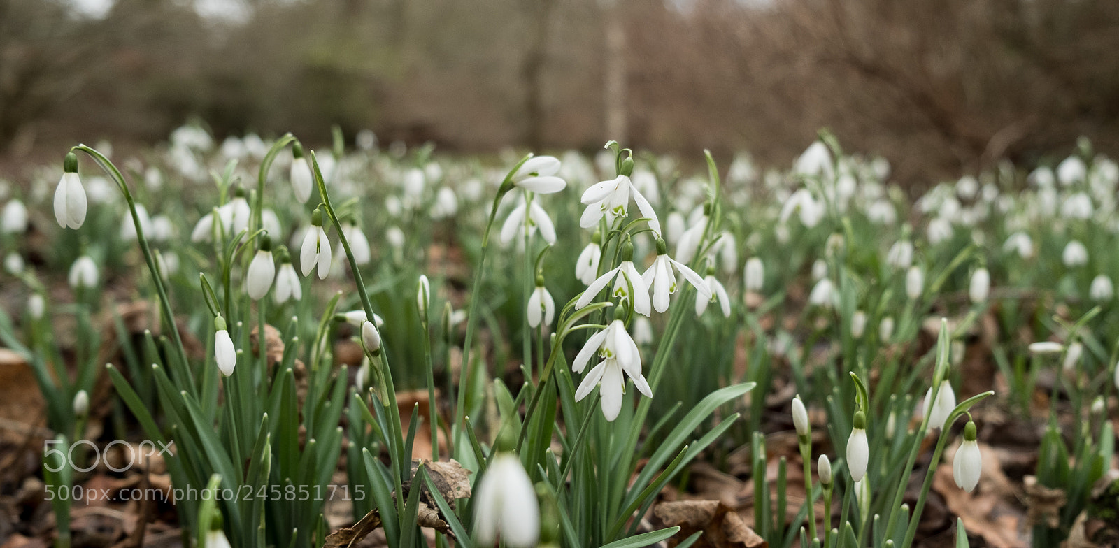 Fujifilm X-T2 sample photo. Snowdrops photography