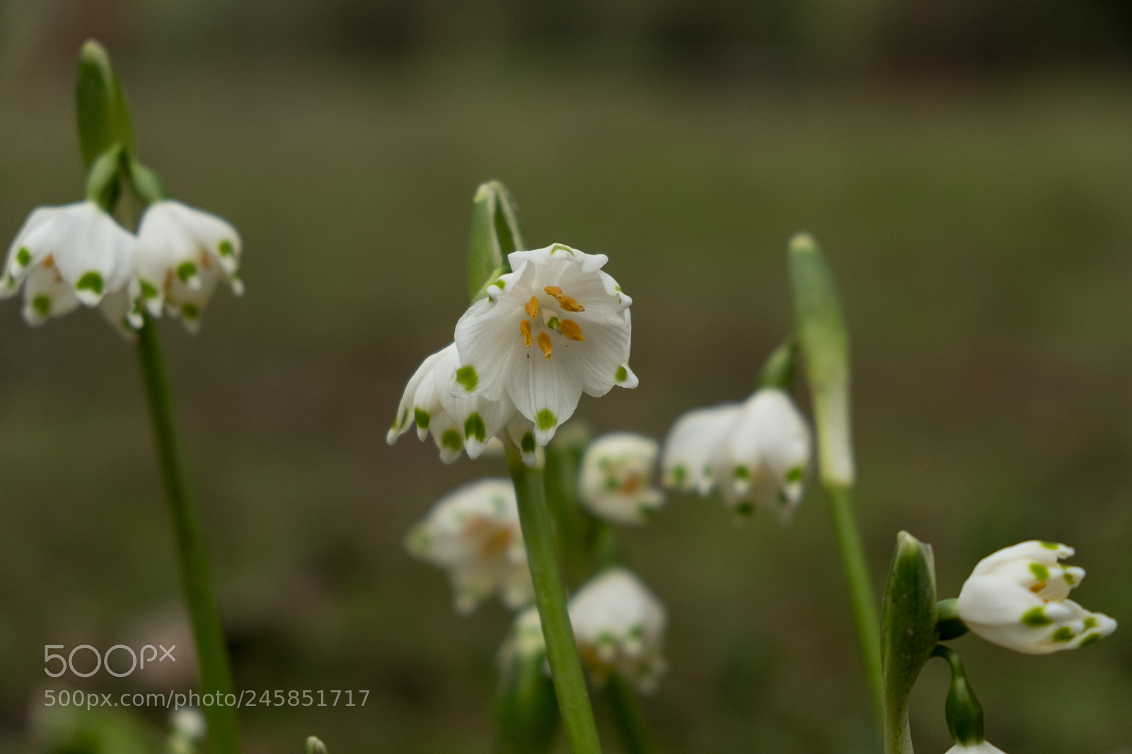 Fujifilm X-T2 sample photo. Snowdrops photography