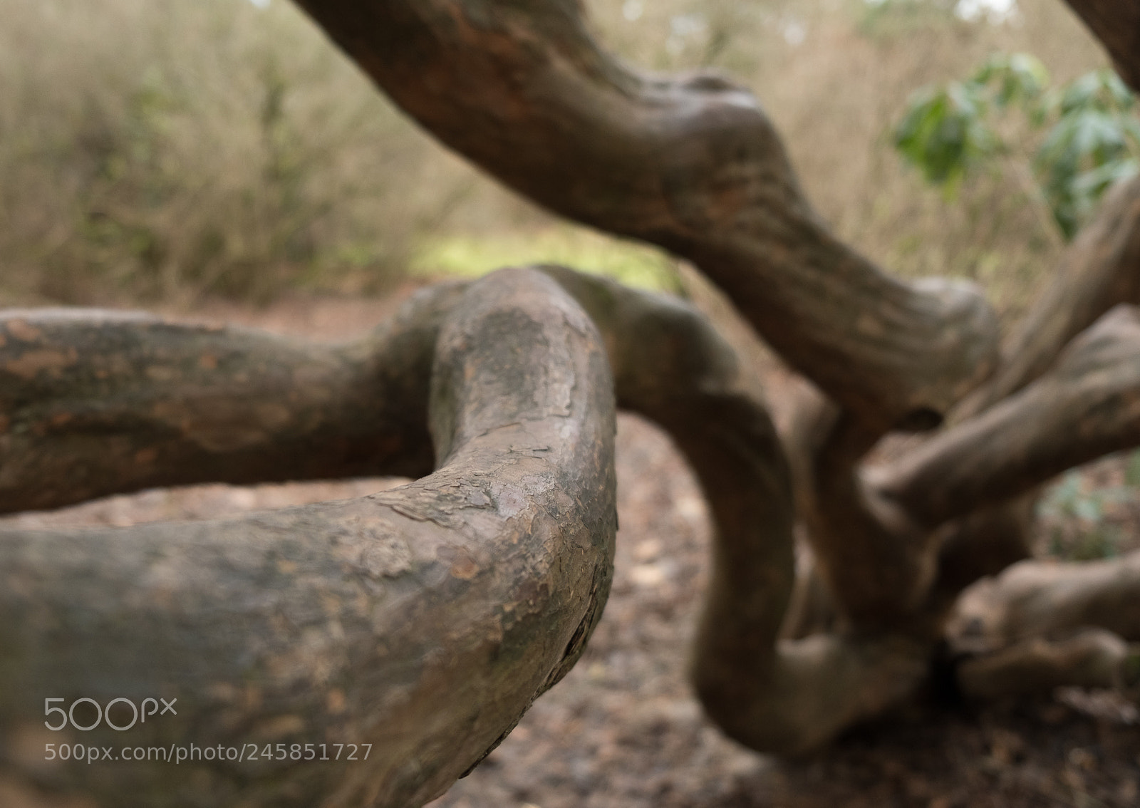 Fujifilm X-T2 sample photo. Sinuous branch photography