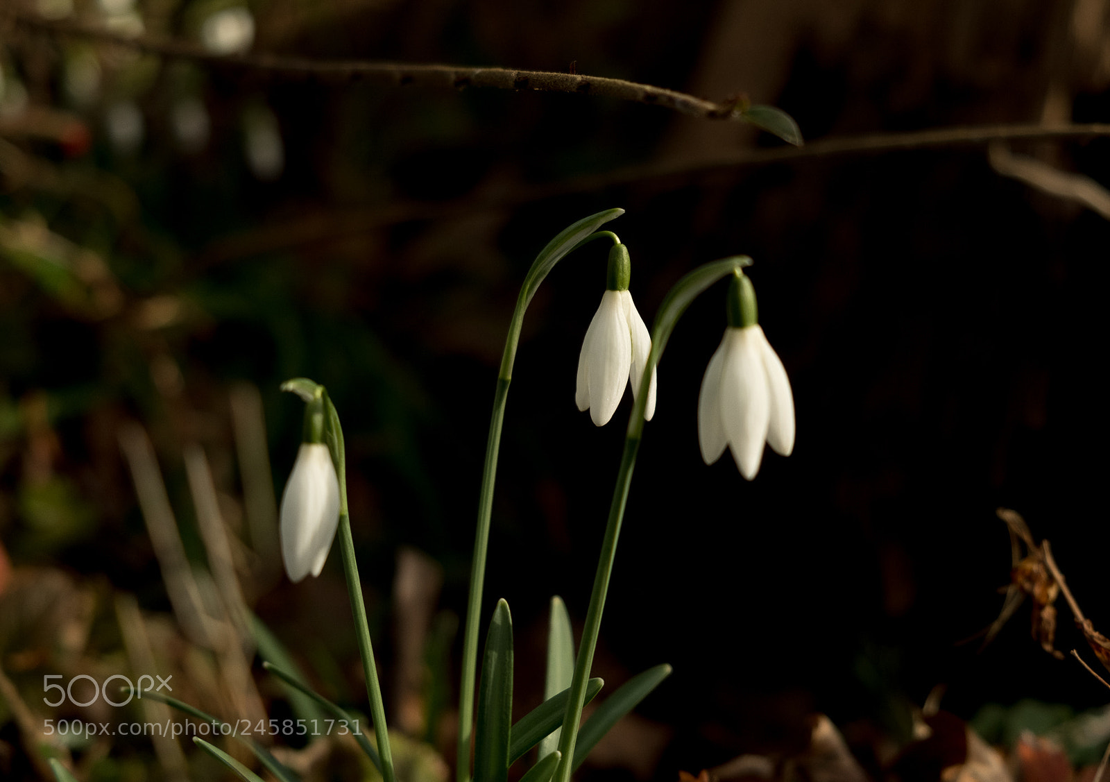 Fujifilm X-T2 sample photo. Snowdrops in the garden photography