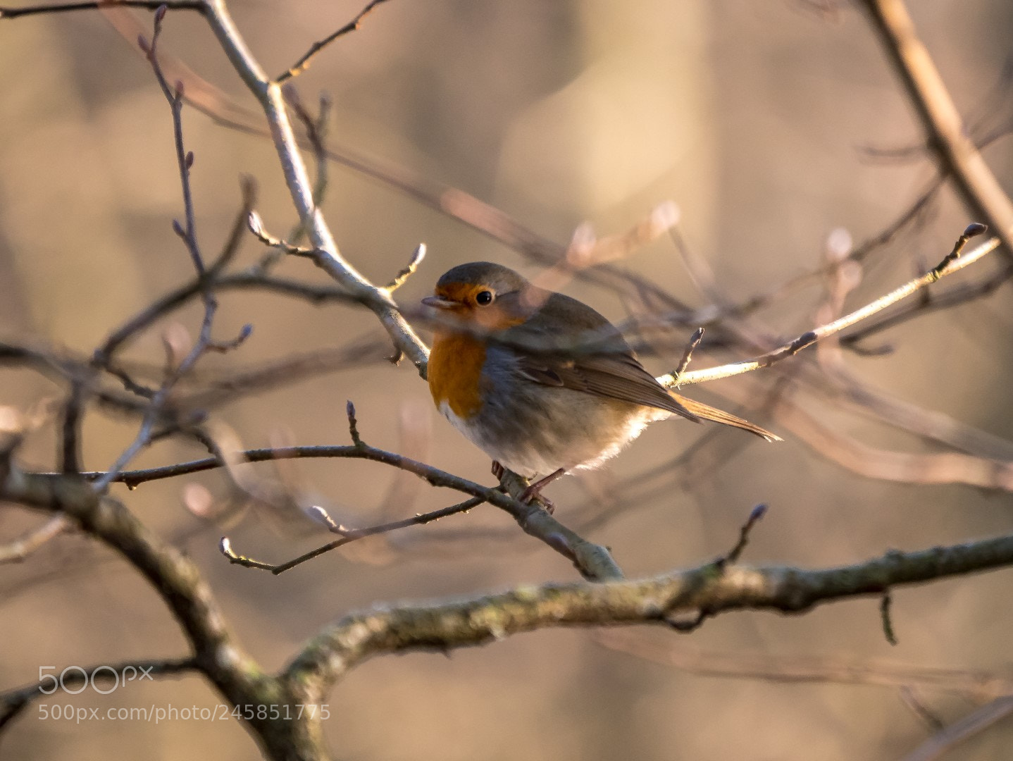 Panasonic Lumix DMC-GX85 (Lumix DMC-GX80 / Lumix DMC-GX7 Mark II) sample photo. Erithacus rubecula photography