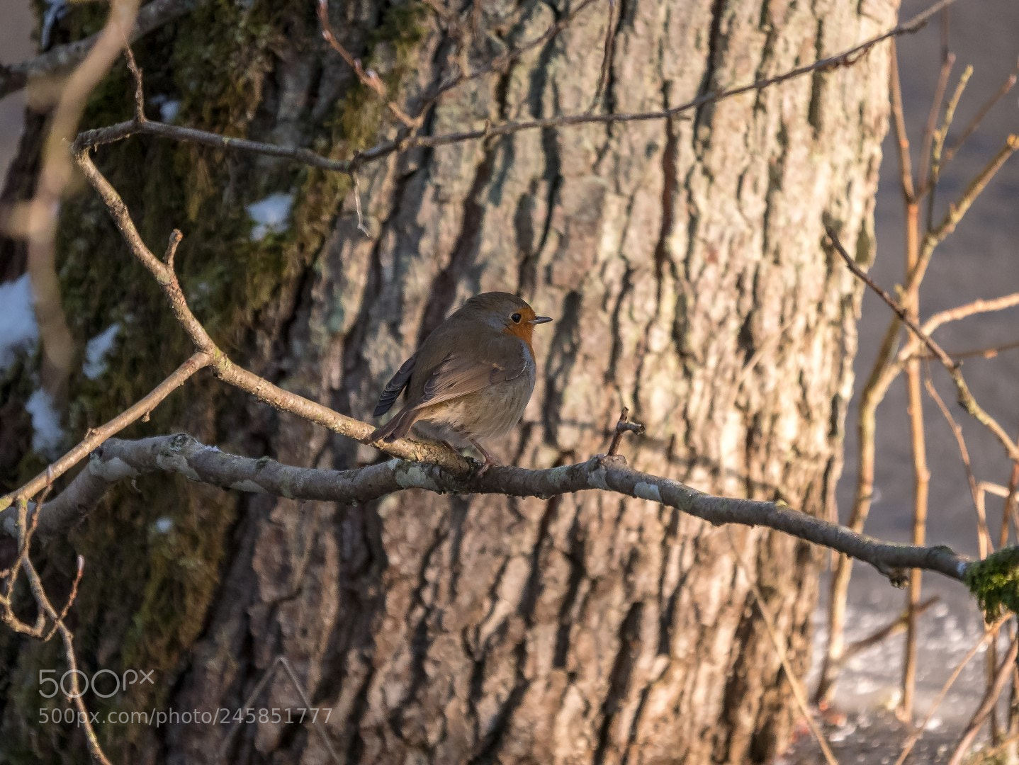Panasonic Lumix DMC-GX85 (Lumix DMC-GX80 / Lumix DMC-GX7 Mark II) sample photo. Erithacus rubecula photography