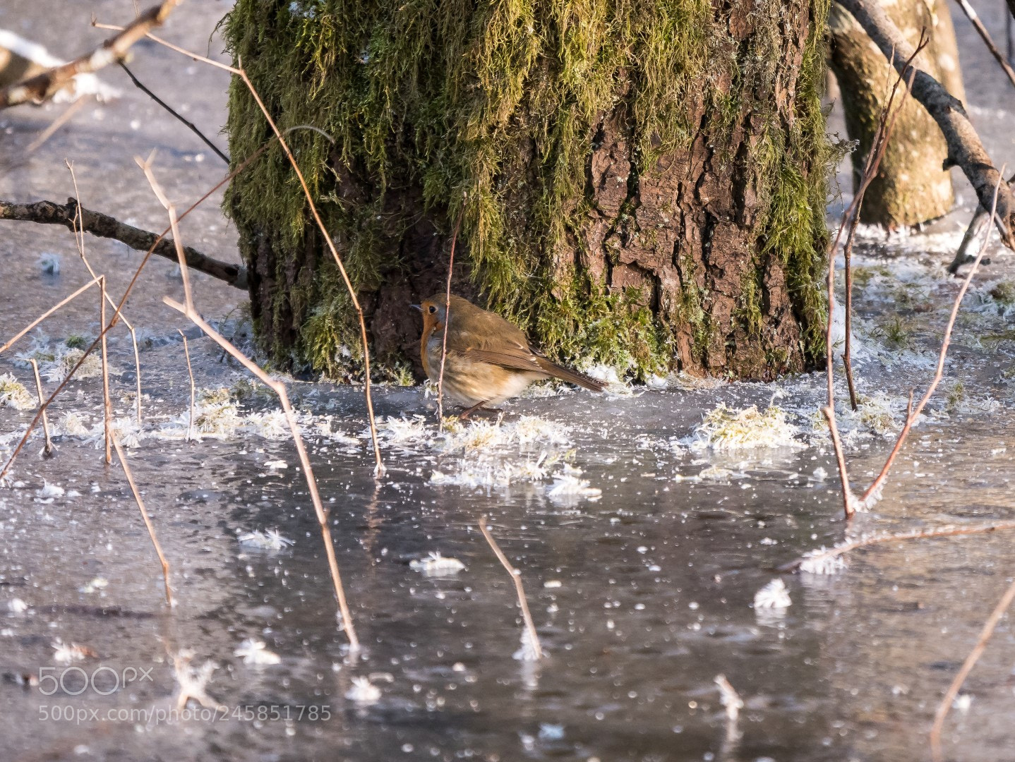 Panasonic Lumix DMC-GX85 (Lumix DMC-GX80 / Lumix DMC-GX7 Mark II) sample photo. Erithacus rubecula photography
