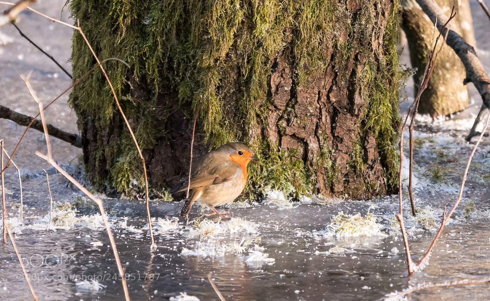 Panasonic Lumix DMC-GX85 (Lumix DMC-GX80 / Lumix DMC-GX7 Mark II) sample photo. Erithacus rubecula photography