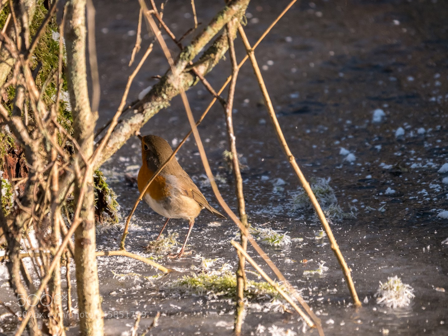 Panasonic Lumix DMC-GX85 (Lumix DMC-GX80 / Lumix DMC-GX7 Mark II) sample photo. Erithacus rubecula photography