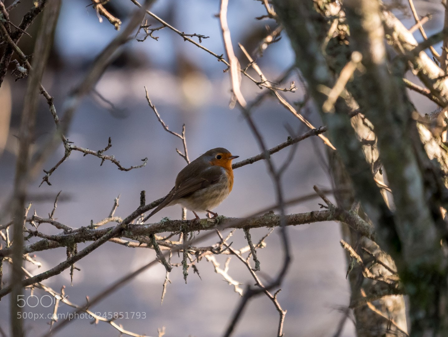 Panasonic Lumix DMC-GX85 (Lumix DMC-GX80 / Lumix DMC-GX7 Mark II) sample photo. Erithacus rubecula photography